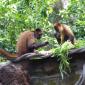 Black-Handed Spider Monkeys