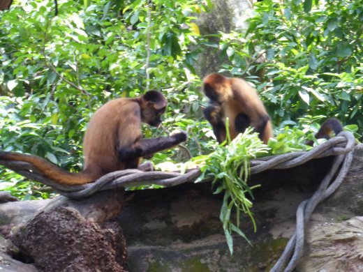 Black-Handed Spider Monkeys