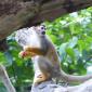 Common Squirrel Monkey