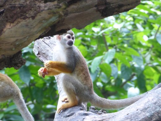 Common Squirrel Monkey
