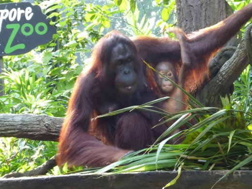 Breakfast with the Orangutans
