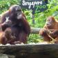 Breakfast with the Orangutans