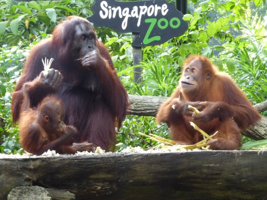 Breakfast with the Orangutans