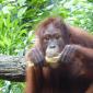 Breakfast with the Orangutans
