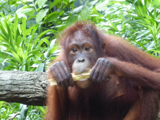Breakfast with the Orangutans