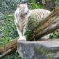 White Tiger