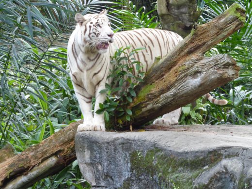 White Tiger