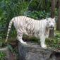 White Tiger