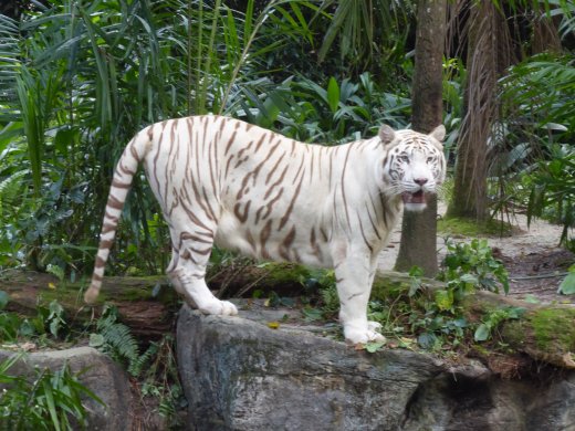 White Tiger