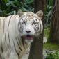 White Tiger