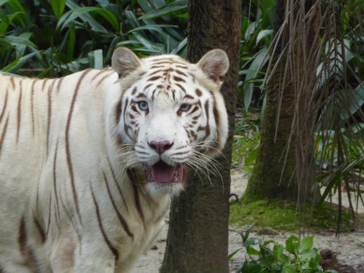 White Tiger
