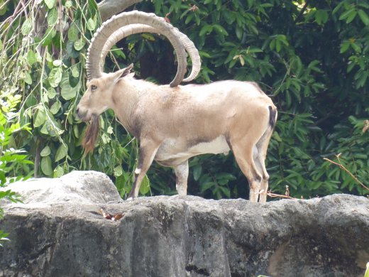 Nubian Ibex