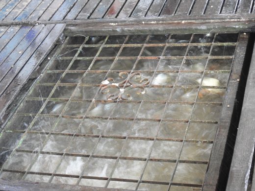 Chau Doc.Fish Farm.Feeding Frenzy