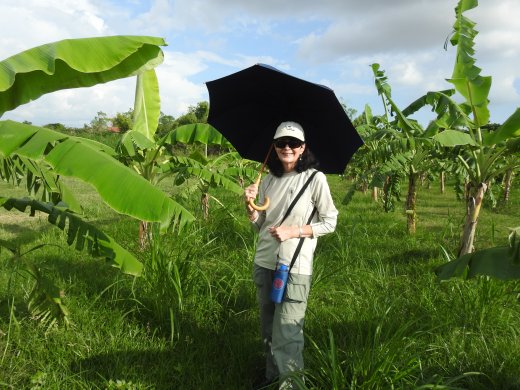 Kampong Trolach.Banana Trees