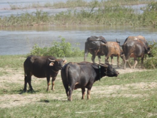 Day on Boat.Water Buffalo