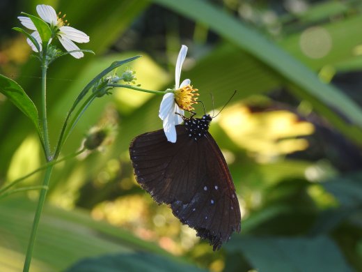 11.20.PM (15) Butterfly Farm