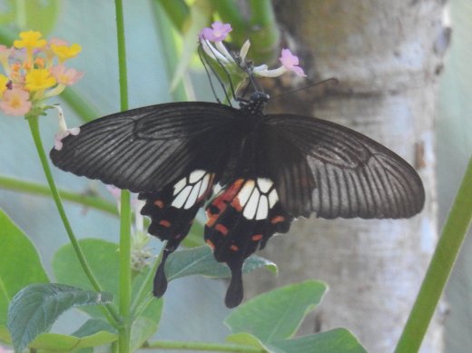Butterfly Farm
