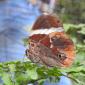 Butterfly Farm