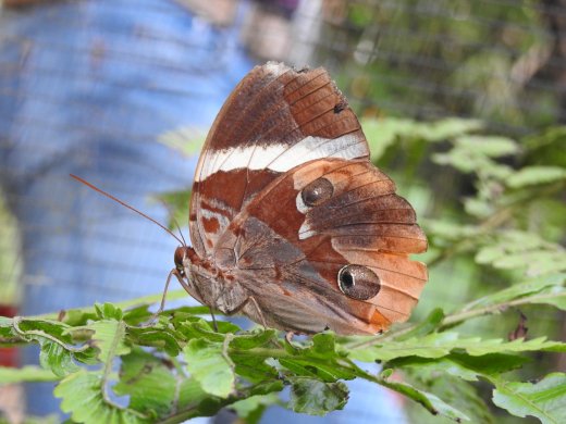 Butterfly Farm