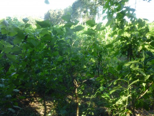 Mulberry Plants