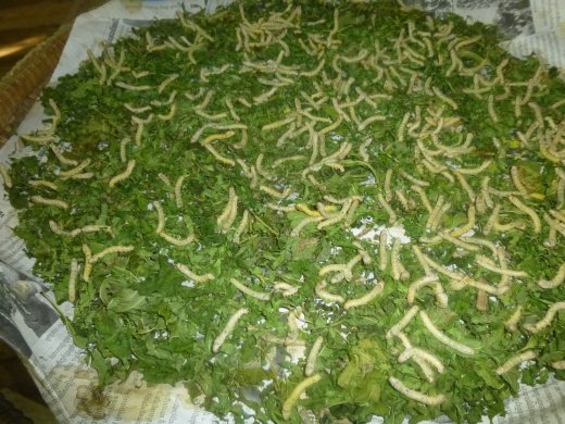 Worms Eating Mulberry Leaves