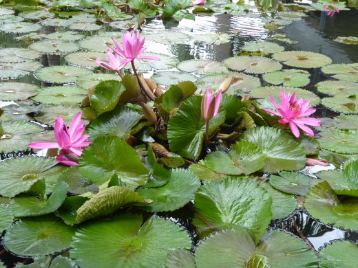 InterContinental Grounds