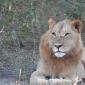 Young Male Lion