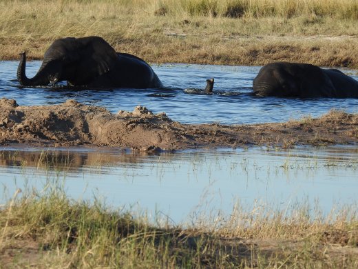 Elephants.Two Snorkels