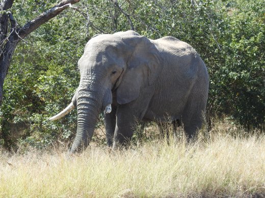 Male Elephant with broken tusk