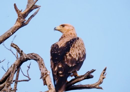  Tawny Eagle
