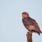 Bateleur Eagle