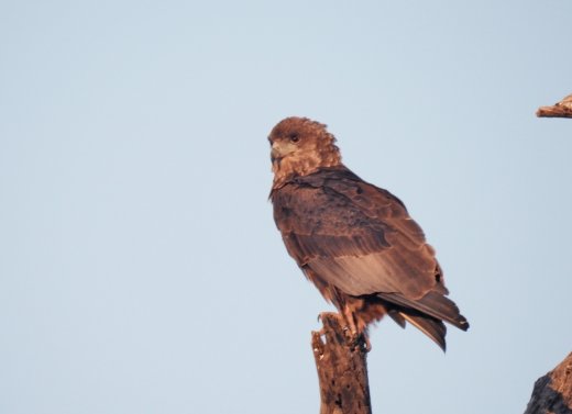 Bateleur Eagle