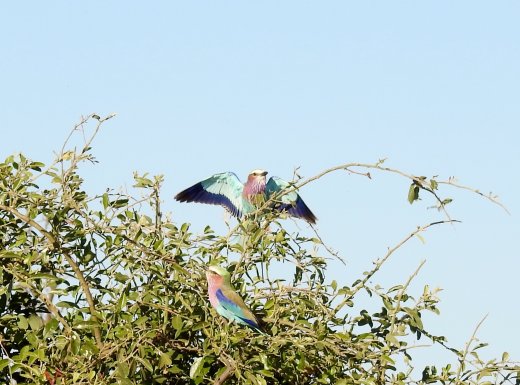 Lilac Breasted Rollers