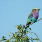 Lilac Breasted Roller