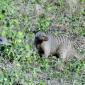 Banded Mongoose