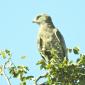 Brown Snake Eagle