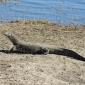 Monitor Lizard