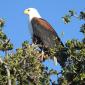 Fish Eagle