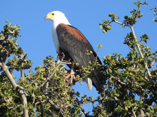 Fish Eagle