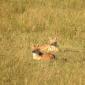 Pair of Black-backed Jackal