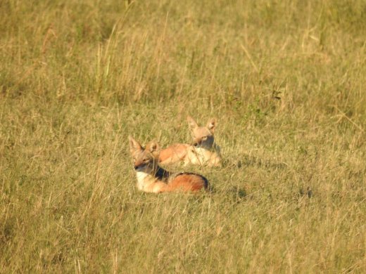 Pair of Black-backed Jackal