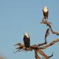 Fish Eagles