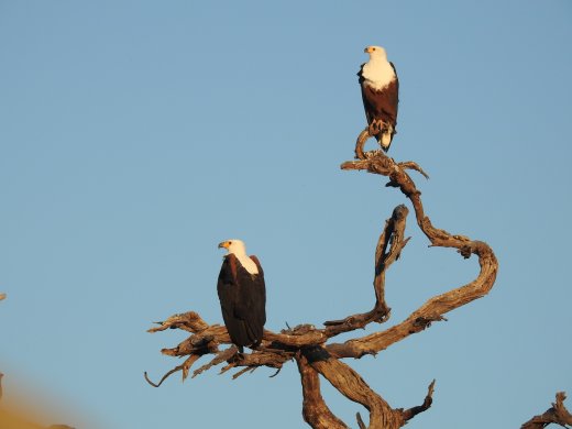 Fish Eagles