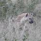 Spotted Hyena