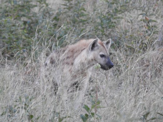 Spotted Hyena