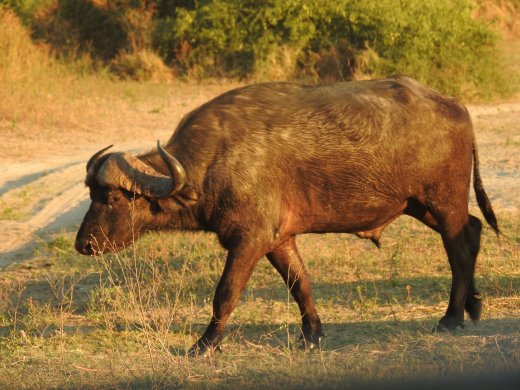 Buffalo