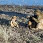 Baboons