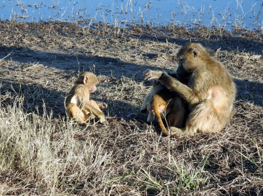 Baboons