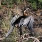 African Darter