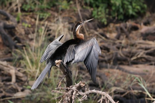 African Darter